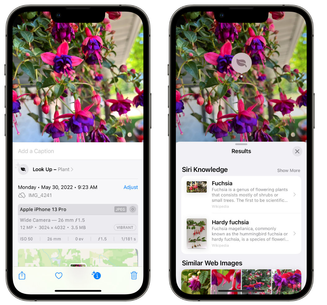 凤城苹果手机维修分享小技巧：使用 iPhone 相机识别花卉植物 